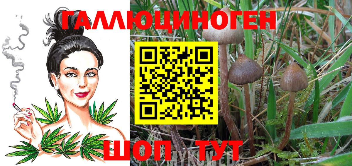 Псилоцибиновые грибы Psilocybe  Псилоцибиновые грибы прущие грибы  Вход с VPN  Кунгур 